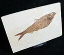 Knightia Alta Fossil Fish - Wyoming #10848-1